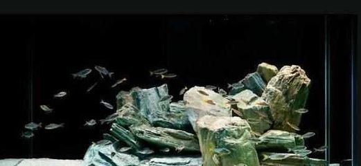 棗陽市鴻川水族館 水族用品與日用雜品的完美結(jié)合